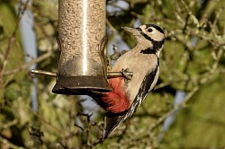 Great Spotted Woodpecker