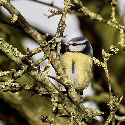 Blue Tit
