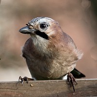 Jay