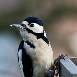 Great Spotted Woodpecker