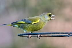 Greenfinch