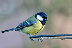 Great Tit