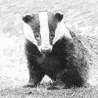Badger
