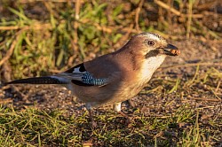 Jay