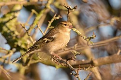 Chaffinch