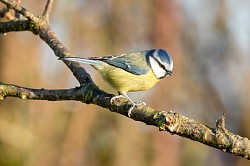 Blue Tit