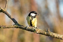 Great Tit