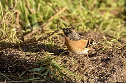 Brambling