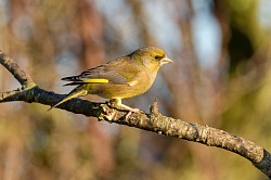 Greenfinch