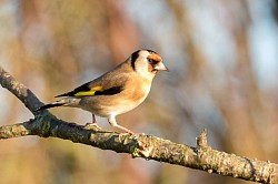 Goldfinch