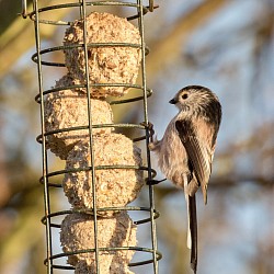 Long-tailed Tit