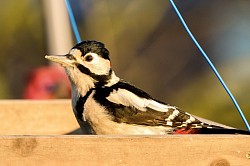 Great Spotted Woodpecker
