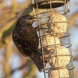 Starling