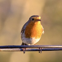 Robin