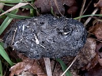 Owl Pellet