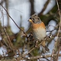 Brambling