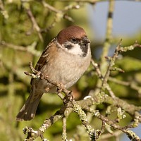 Tree Sparrow