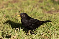 Blackbird