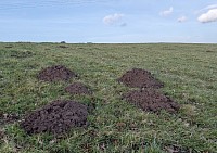 Mole Hills