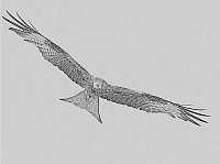 Red Kite