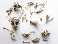 Barn Owl Pellet