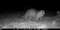 Otter