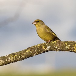 Greenfinch