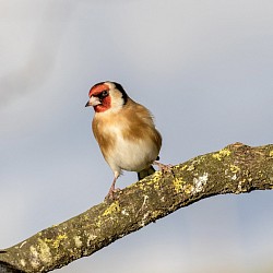 Goldfinch