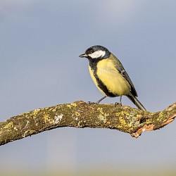 Great Tit