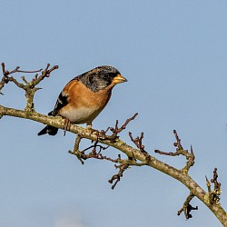 Brambling