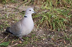 Collared Dove