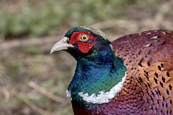 Pheasant