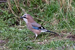 Jay