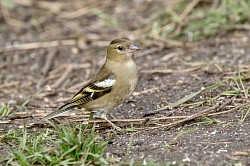 Chaffinch