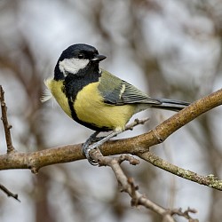 Great Tit