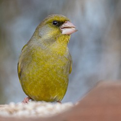 Greenfinch