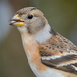 Brambling