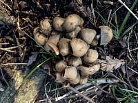 Ink Cap?