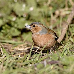 Chaffinch