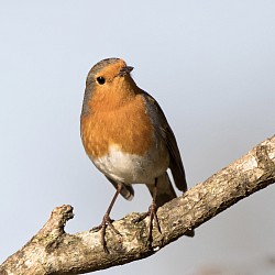 Robin