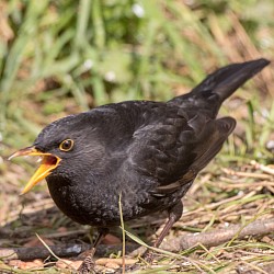 Blackbird