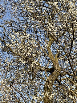 Blackthorn