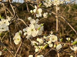 Blackthorn