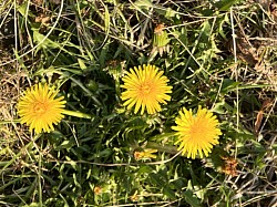 Dandelion