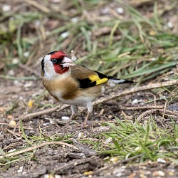 Goldfinch