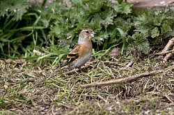 Brambling
