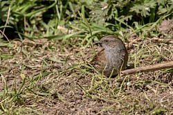 Dunnock