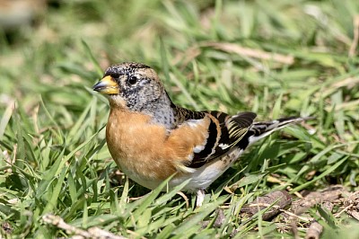 Brambling