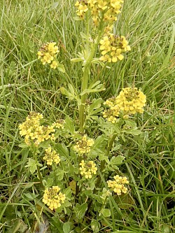 Early Winter Cress