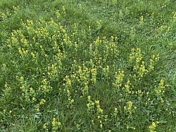 Early Winter Cress